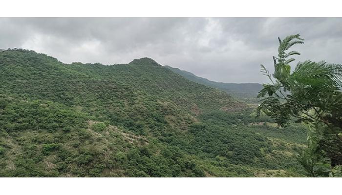 संततधार पावसाने निसर्गाला हिरवाईचे रूप