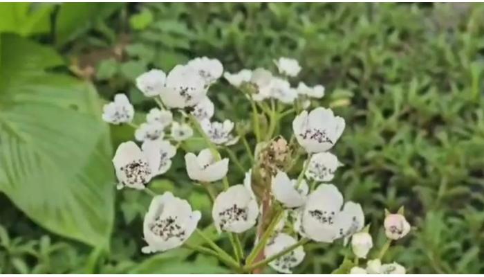 दुर्मिळ फुलांच्या प्रजातीने कास पठार बहरले