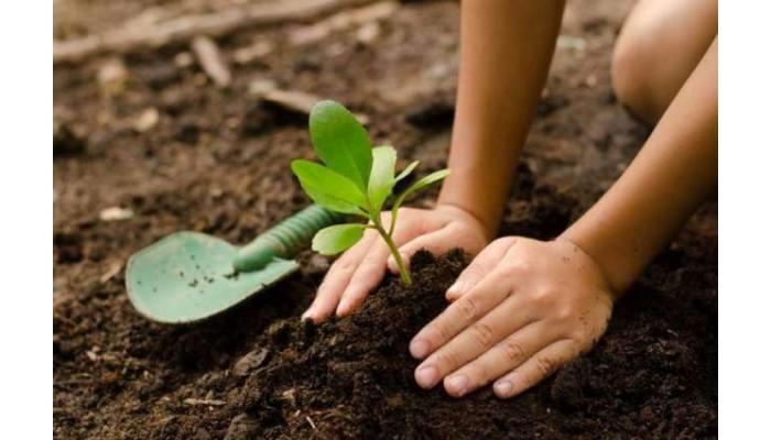 एक पेड मॉं के नाम उपक्रमांतर्गत वृक्ष लागवड