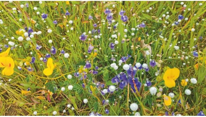 रंगीबेरंगी फुलांनी कासवंडचे पठार बहरले