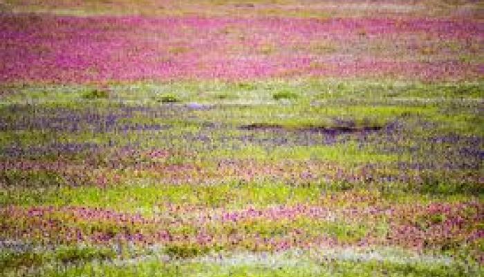 कास पठारावरील दुर्मिळ फुलझाडांना लागणार ‘टॅग’