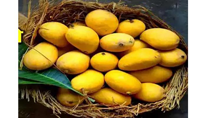 जुन्नरचा हापूस आंबा आता ओळखला जाणार “शिवनेरी हापूस” या नावाने