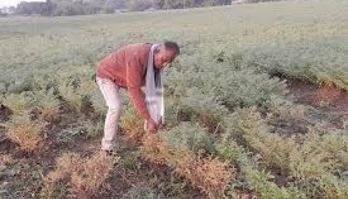 वीजपुरवठा पुरेसा नसल्याने रब्बी हंगामातील पिके वाळली