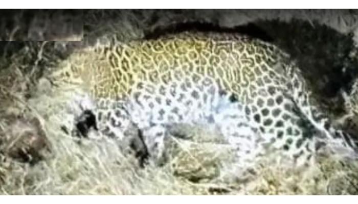 सातारा गावच्या हद्दीत आढळला आजारी बिबट्या