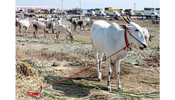 पुसेगाव यात्रेमध्ये बैलबाजारात मोठ्या प्रमाणात खिलार बैलांची आवक