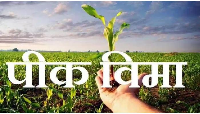 रब्बी हंगामात शेतकऱ्यांचा पीक विमा योजनेत चांगला सहभाग