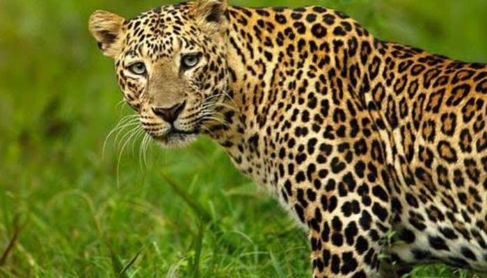 कराडच्या कांबिरवाडीत बिबट्याचा धुमाकूळ