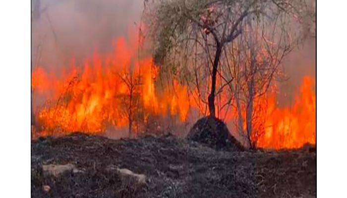 मान्याचीवाडी येथील वणव्याच्या भडक्याने हजारो हेक्टर क्षेत्र खाक