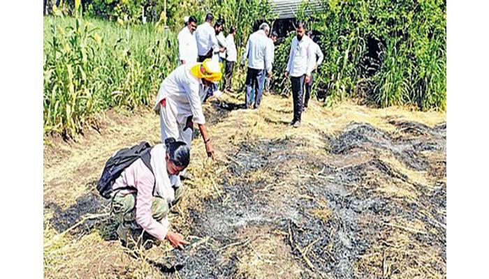 कराड तालुक्यात तरसाच्या हल्ल्यात 25 शेळ्या ठार