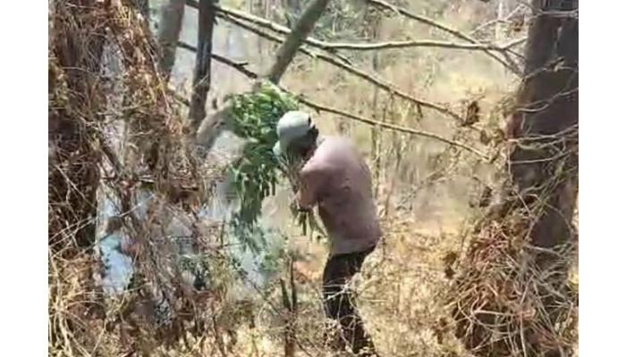 वणव्यात होरपळला अजिंक्यतारा