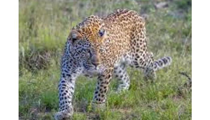 बिबट्याच्या हल्ल्यात शेतकरी गंभीर