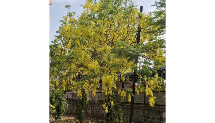 राजवाड्यातील गोल्डन शॉवर बहरला..