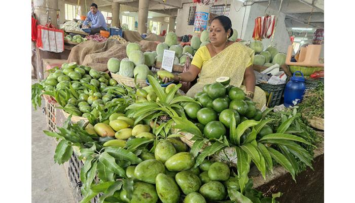 आवक लोणच्याच्या कैऱ्यांची…