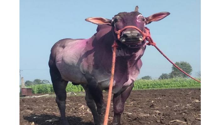 महाराष्ट्राचा हिंदकेसरी बैल ‘वजीर’ने घेतली ‘एक्झिट !,