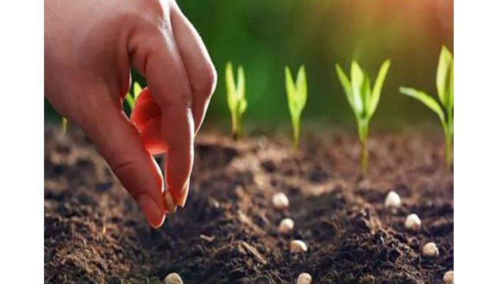 बियाणे विक्री करण्यासाठी शेतकऱ्यांना आता 'साथी' पोर्टल आवश्यक