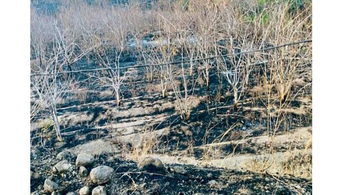 दहिवडी येथील सय्यद बंधूंच्या बागेला आग