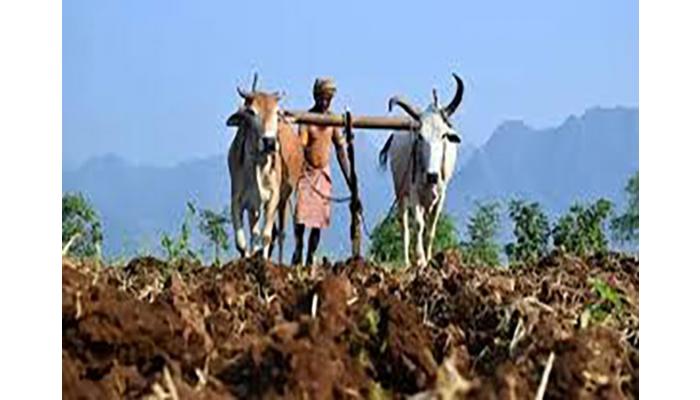 कृषी सहाय्यकांच्या संपामुळे ऐन खरिपाच्या तोंडावर शेतकऱ्यांची कामे ठप्प