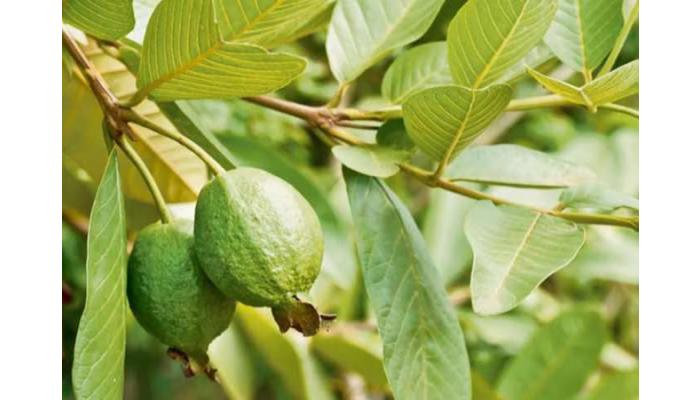 पेरूची पाने सकाळी रिकाम्या पोटी चावून खाल्ल्याने मिळतात भरपूर फायदे