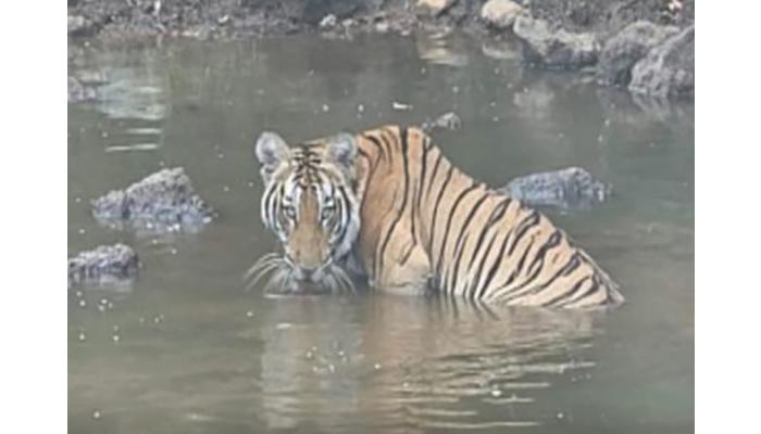 आंबोली चौकुळमध्ये पाणवठ्यावर पट्टेरी वाघाचे दर्शन