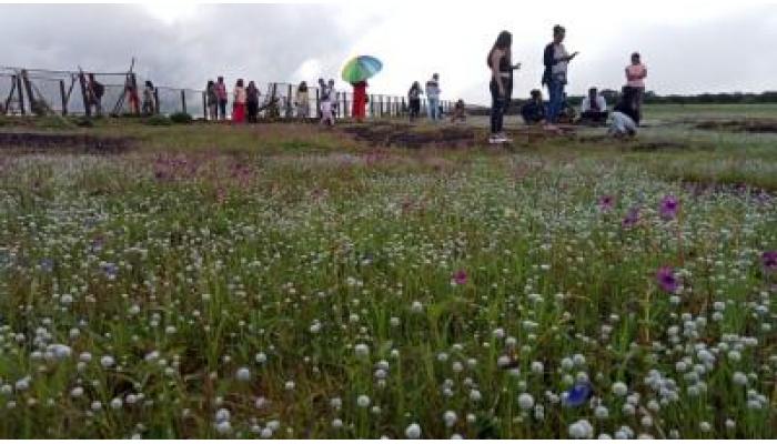 कास पठारावर मे महिन्यातच फुले बहरली !