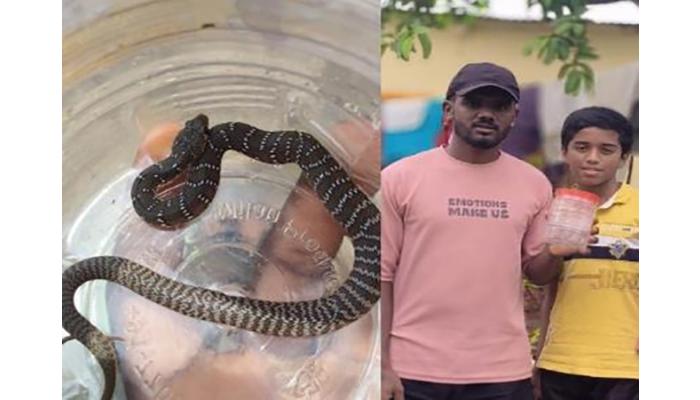 विंगमध्ये आढळली दुर्मिळ धुळनागीण
