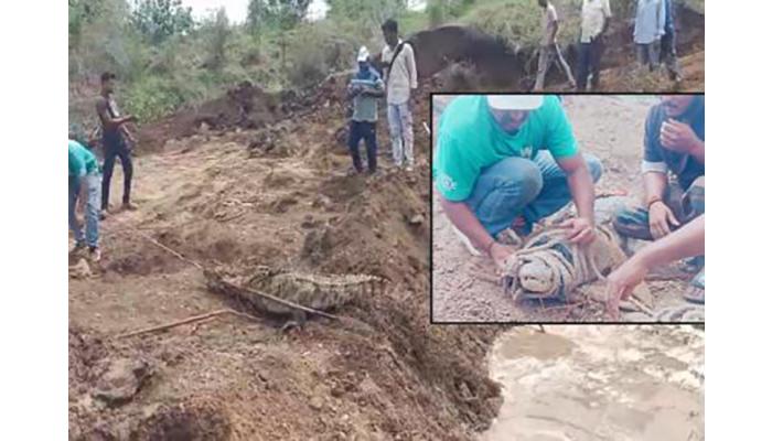 विहिरीत मुक्काम ठोकलेल्या मगरीला जिवंत गाडण्याचा प्रयत्न