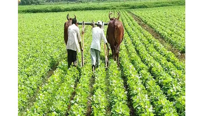 ज्वारी, बाजरी व सोयाबीन पिकामध्ये सातारा जिल्ह्यातील शेतकऱ्यांची बाजी