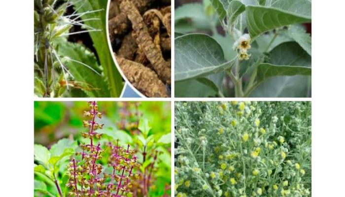 औषधी व सुगंधी वनस्पतीच्या लागवड अनुदानासाठी अर्ज करण्याचे आवाहन