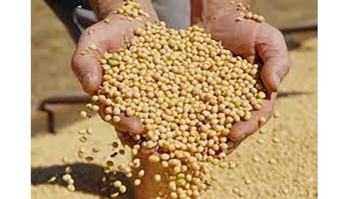 कोरेगावात 'खरीप'साठी शासनाकडून मोफत बियाणे