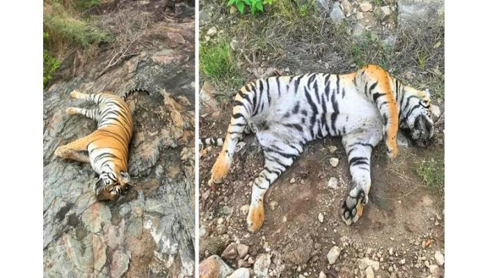 कर्नाटकच्या एमएम हिल्स अभ्यारण्यात ५ वाघांचा दुर्दैवी मृत्यू