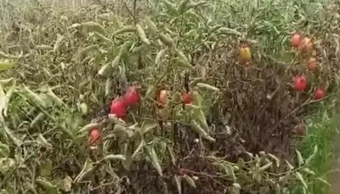 दराअभावी टोमॅटोचे वाताहत