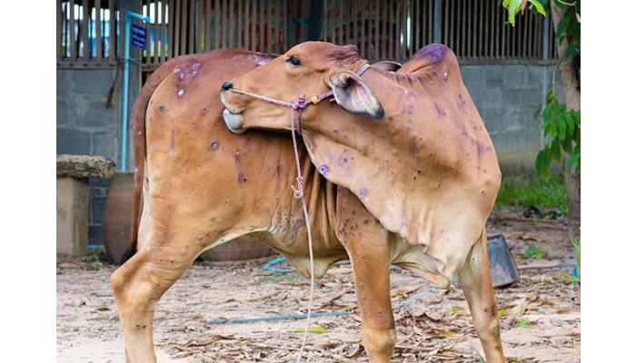 जिल्ह्यात 257 जनावरांना लंपीची बाधा