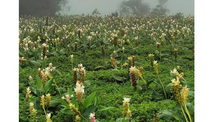 कास पठार पांढऱ्याशुभ्र 'चवर' फुलांच्या गालिच्याने नटले