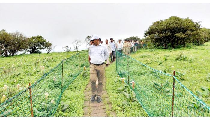 कास पठारावरील फुलांचा हंगाम महागला