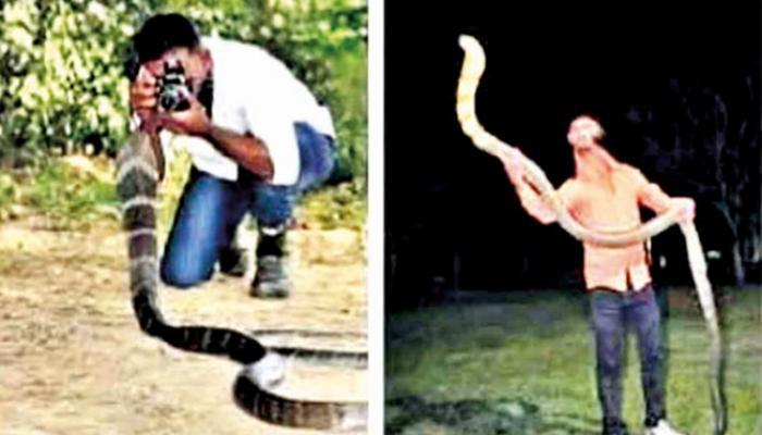 किंग कोब्रा सोबत फोटोसेशन व हाताळल्याप्रकरणी तिघांवर गुन्हा दाखल