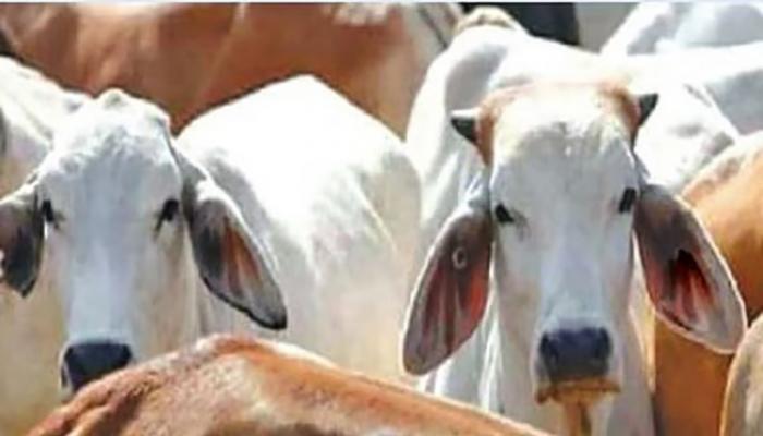 जनावरांच्या कत्तलीप्रकरणी तिघांवर गुन्हा