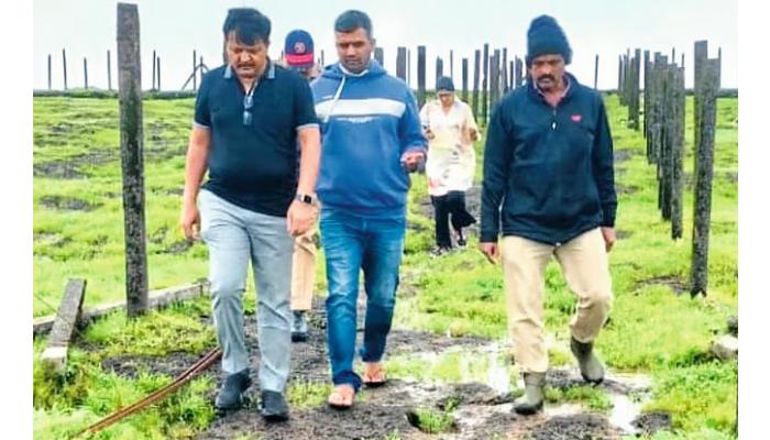 कास फुलोत्सवास गुरुवारपासून प्रारंभ