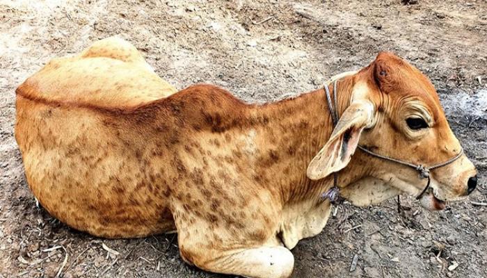 जिल्ह्यात 98 जनावरांचा लंपीने मृत्यू