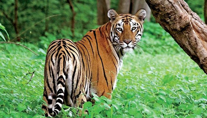 सह्याद्री व्याघ्र प्रकल्पात येणार ताडोबा, पेंचमधून ८ वाघ