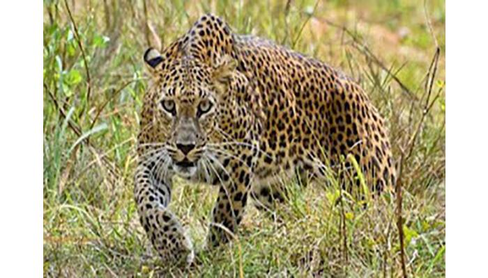 जर्मन शेफर्ड श्वानावर बिबट्याचा हल्ला