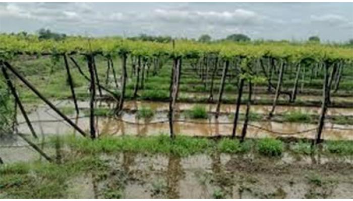 परतीच्या पावसाने साताऱ्यात पुन्हा दाणादाण; बळीराजा पुन्हा आक्रंदला