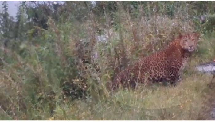 पांगारी गावाकडे जाण्याऱ्या रस्त्यावर बिबट्याचे दर्शन