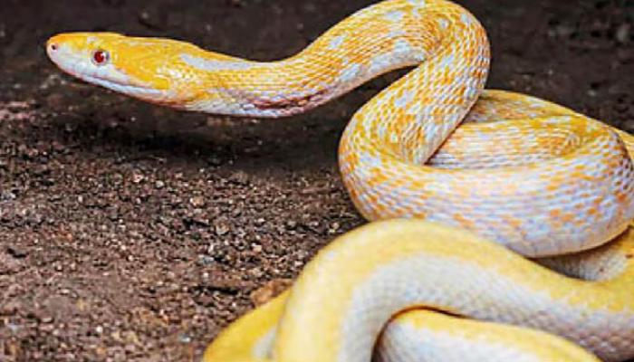 येरवळेत आढळला दुर्मीळ अलबिनो ‘तस्कर' साप