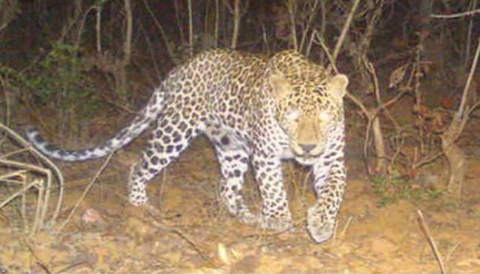 साताऱ्यात बिबट्याच्या वाढत्या वावरामुळे नागरिकांमध्ये भीतीचे वातावरण