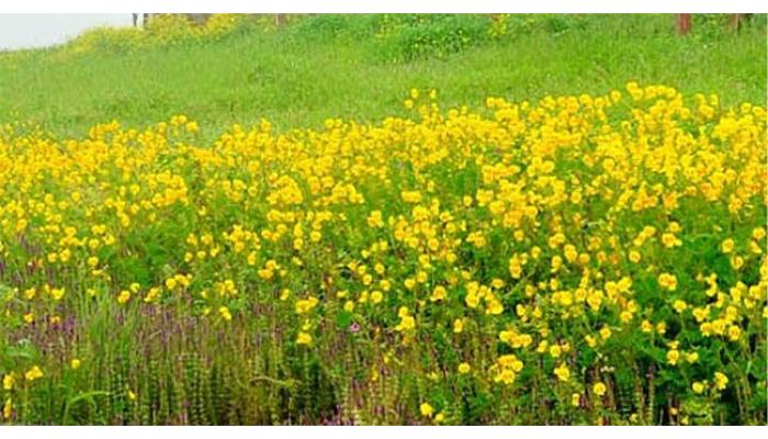 कास पठारावर पिवळ्या फुलांचा हंगाम शेवटच्या टप्प्यात