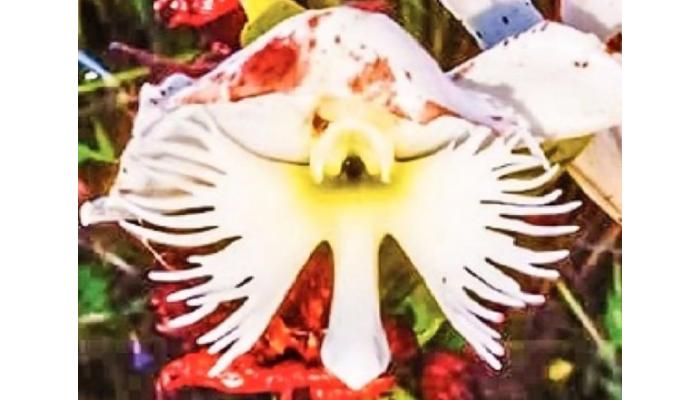 फलटणमध्ये दुर्मीळ ऑर्किड वनस्पतीचा शोध; परिसरातील जैवविविधतेला नवी ओळख