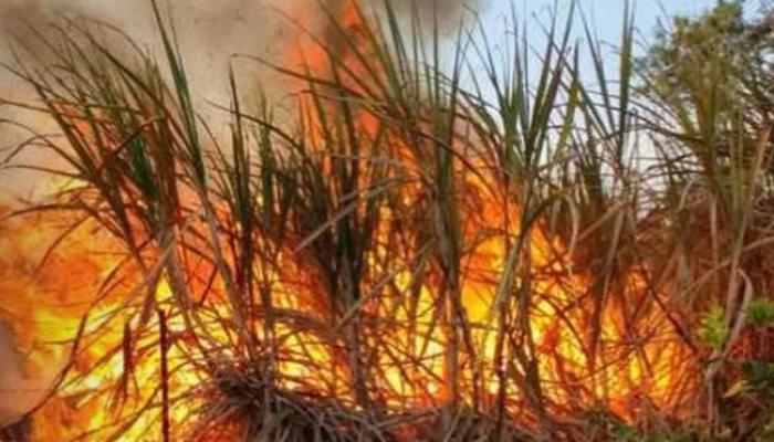 आगीमध्ये दोन एकर ऊस जळून खाक