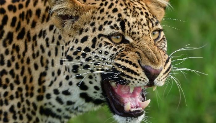 शाहूवाडीत बिबट्याच्या हल्ल्यात वृद्ध दांपत्य ठार