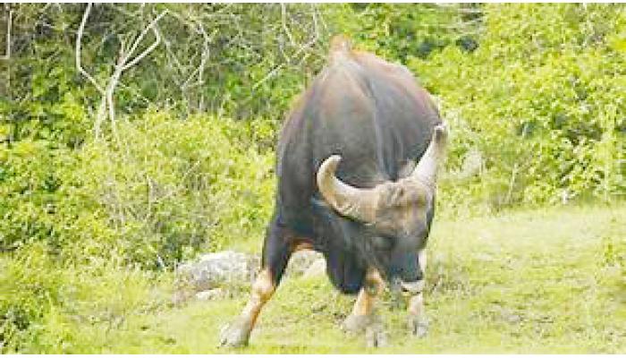 घाटाई मंदिर परिसरात रानगव्यांचे दर्शन