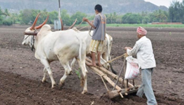 जिल्ह्यात साडेसहा हजार हेक्टरवर रब्बी हंगाम पेरणी पूर्ण